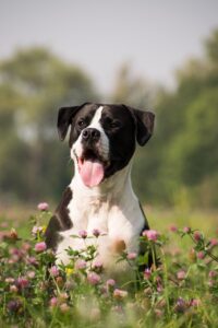 dog, pet, canine, animal, nature, fur, snout, mammal, dog portrait, animal world